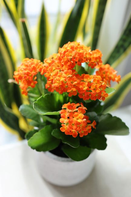 A close-up of a potted orange Kalanchoe plant with clusters of small, vibrant orange flowers and thick, glossy green leaves. The plant is placed on a white surface near a window, allowing natural ligh