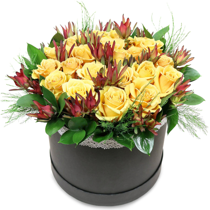 A luxurious floral hatbox arrangement, crafted with the care of an experienced North Watford florist, appears as a lush, rounded silhouette against a crisp white backdrop. At its heart sits a generous dome of rich golden yellow roses, around two dozen blooms nestled closely so that their velvety petals touch and overlap. Some roses are fully open, showcasing intricate spirals and layered whorls, while a few are still gently unfurling, adding a sense of movement and life. Interspersed throughout this sunny canopy, deep burgundy leucadendron 'Safari Sunset' stems pierce upward with elongated, pointed bracts that fade from reddish-maroon tips to olive-green bases. These sculptural elements create vertical interest and depth, their tougher texture playing beautifully against the softness of the roses. Encircling the base, a halo of glossy, dark green leaves-likely salal or camellia-frames the arrangement, providing a rich, supportive cushion of foliage. Between the larger leaves, delicate, needle-fine sprigs of lighter green filler peek out and trail slightly over the edge, adding an airy, natural touch that softens the strong lines of the hatbox. The container itself is a sleek, charcoal-black round box with a matte or satin finish, trimmed along the top with a narrow band of white lace that hints at vintage romance while still feeling current and stylish. It is easy to imagine this arrangement sitting on a dining table in a home near Garston or brightening an office close to North Watford, the gentle, sweet scent of roses warming the room. The design radiates optimism and elegance, perfectly suited for birthdays, thank-you gestures, or any occasion where you want to send a beautifully composed, modern bouquet.