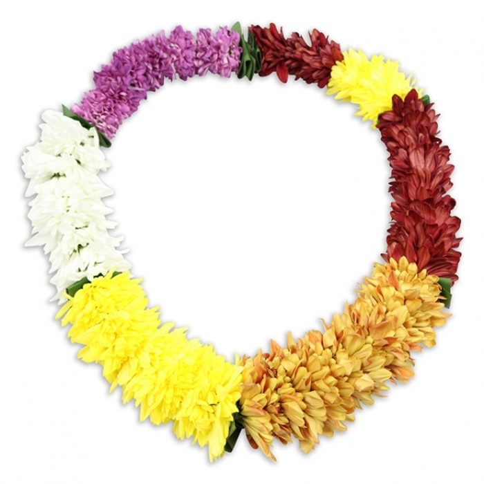 An oval Hawaiian lei, crafted as a funeral or memorial tribute, rests alone on a bright white backdrop, its colours forming a graceful, unbroken circle of remembrance. The garland is composed of tightly clustered, artificial flowers that mimic the soft, frilled look of miniature chrysanthemums or carnations, their layered petals building up into a plush, cloud-like surface along the entire ring. Starting from the upper left and travelling clockwise, the lei opens with a lush arc of deep purple blossoms, rich and saturated, before easing into a tranquil segment of clean white blooms. From there, the colour story warms into a lively band of clear yellow, which slowly deepens into a section of golden amber that feels almost sunlit. The gradient continues as this warmth transitions into a thoughtful stretch of dark reddish-brown and maroon, like polished mahogany, symbolising depth and reflection, before finally returning to a small closing section of bright yellow that reconnects visually to the earlier tones. Between some of the colour bands, tiny touches of dark green foliage or separators are visible, hinting at the underlying structure and the hands that strung each flower in place. The lei casts a faint, soft shadow onto the white surface, giving it dimension without disturbing the peaceful atmosphere. Designed in lasting materials, it suggests a tribute that can be displayed for longer remembrance, perhaps at a service in North Watford or in a family home overlooking Cassiobury Park. With its rainbow-like flow of colour and traditional oval shape, the arrangement gently blends Hawaiian symbolism of welcome and honour with the quiet dignity appropriate for local farewell ceremonies.