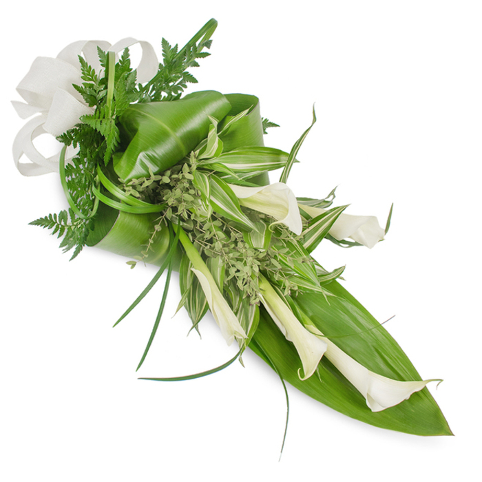 A sophisticated, elongated hand-tied bouquet photographed on a clean white field, composed to lead the eye from the upper left downwards along a clean diagonal line. Several creamy white Calla lilies (Zantedeschia aethiopica) dominate the composition; some blooms are open and sculptural, others retain a tighter cup, each trumpet-shaped form polished like porcelain and conveying purity and quiet grace. Beneath them, broad, glossy tropical leaves-deep emerald in tone-serve as a strong structural canvas, with one large leaf creating a pronounced backing at the lower right and another delicately folded around the upper left to add soft volume and shaped movement. Striped, variegated leaves introduce lively highlights through the midsection, while fine fern fronds and tiny, pale green herbaceous sprigs fill the spaces with a softer, airier texture that prevents the design from feeling heavy. A few long, slender grass blades provide elegant arcs and a sense of motion, reinforcing the bouquet's contemporary, linear silhouette. The assembly is finished with an off-white, textured linen bow at the wider end, its understated fabric adding a touch of natural sophistication suitable for bridal bouquets or anniversary arrangements. In the context of North Watford-delivered to churches near Vicarage Road or intimate venues around the High Street-this piece reads as modern yet timeless, crafted with the quiet attention to balance and proportion that local couples and families seek when choosing flowers for meaningful occasions.