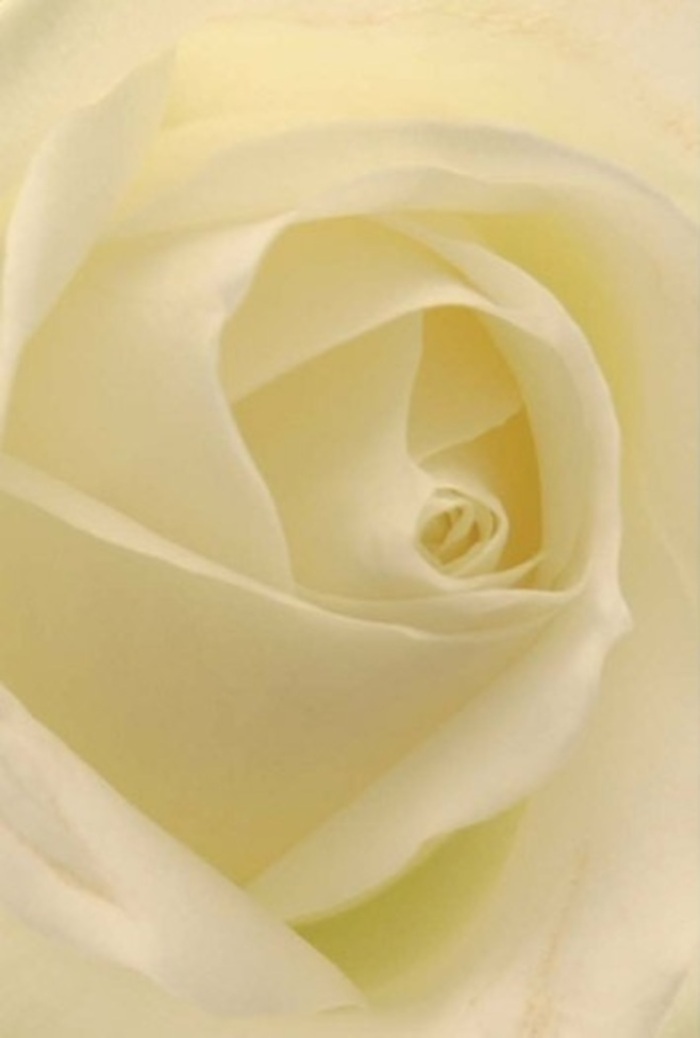 There's an enveloping peace in gazing at this classic North Watford white rose, taken in such close detail that each softly layered petal seems illuminated from within by a warm, gentle glow. The seamless blending of whites and creams, subtly kissed by ambient daylight reminiscent of Watford's leafy avenues, reveals a harmony that speaks of tranquility and lasting sophistication. As a florist deeply connected to North Watford's celebrations and quiet moments alike, I see in this rose an ideal tribute for every heartfelt occasion-romantic overtures in a Cassiobury Lane townhouse, sincere apologies, or a refined centrepiece at a local wedding. The spiraled heart of the bloom pulls the eye inward, suggesting purity, resilience, and an artistry honed on city market mornings. Delicate gradations of colour and fine shadow lift this rose beyond mere beauty; instead, it becomes a vessel for unsaid words and genuine emotion. The air seems touched with its clean, calming fragrance, reassuring and appropriate whether marking life's sorrows or joys. This rose's quiet elegance offers North Watford residents a timeless way to let flowers speak when words are not enough.