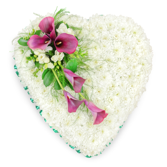 The image shows a meticulously arranged, heart-shaped floral tribute designed for a funeral or memorial service, presented against a clean, white backdrop that accentuates every detail. The entire body of the heart is densely covered with petite white spray chrysanthemums, each bloom carefully angled and nestled so closely that they create a continuous, cushion-like field of white. This soft, velvety surface evokes calm and purity, the kind of peaceful effect many families in North Watford appreciate when saying goodbye at a local chapel or crematorium. Encircling the heart is a smooth emerald green ribbon, gently pleated and secured to follow the curves of the shape, providing a tidy, satin-like frame that lends structure and a hint of formal ceremony. From the upper left edge of the heart, an elegant spray of deep magenta calla lilies sweeps diagonally towards the centre and downwards, forming the focal point of the design. Two or three of the lilies stand more upright at the top, their funnel-shaped spathes opening fully to reveal dark, almost inky centres, while additional blooms curve and cascade downwards, their partially unfurled petals creating a sense of graceful motion. Between the calla lilies, clusters of delicate white freesias or similar fragrant flowers add a lighter, airy texture that plays beautifully against both the bold lilies and the chrysanthemum base. The spray is completed with an abundance of lush foliage: broad, glossy green leaves and fine, feathery fern fronds that echo the greenery seen along North Watford's quiet residential streets. The tribute feels both rich and restrained, offering a dignified expression of sympathy, remembrance and unwavering love, the kind of lovingly crafted piece a close-knit family might choose to honour someone deeply missed.