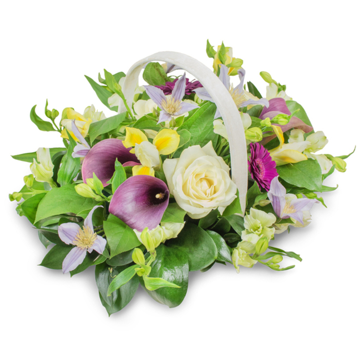 In this carefully lit studio photograph, a rounded funeral flower arrangement spills gracefully from a pale cream, woven basket with a prominent, arching handle, all set against a clean white background that allows every detail to stand out clearly. The centre of the display is dominated by a single, sumptuous white rose, its creamy petals folding in tight, elegant layers to form a classic, timeless focal point. Framing this rose are two striking calla lilies in a deep purple, almost burgundy shade; their sculptural, trumpet-like forms curl gently inward, bringing a touch of contemporary refinement and a mood of dignified respect. Threaded through the design are soft lavender and pale lilac clematis-style blooms, their star-shaped petals and subtle yellow centres giving the arrangement an ethereal, garden-like softness. Bright yellow and crisp white blossoms-resembling freesia or alstroemeria-provide lively touches of light, adding texture and small moments of cheer amidst the more muted tones of remembrance. To the right, a vivid magenta gerbera daisy stands slightly forward, its radiating petals catching the eye and offering a poignant symbol of love that endures beyond loss. The basket is densely filled with an abundance of foliage: glossy, rounded dark green leaves form a solid base, while finer, lighter green sprigs add movement and depth, creating a lush, mounded profile. A gentle shadow beneath the basket suggests a smooth tabletop, contributing to a sense of realism without distracting from the floristry. Crafted by an experienced local florist serving North Watford families, this arrangement feels ideal for delivery to a wake near Garston, a service close to North Watford station, or as a comforting display in a family living room during a time of mourning.