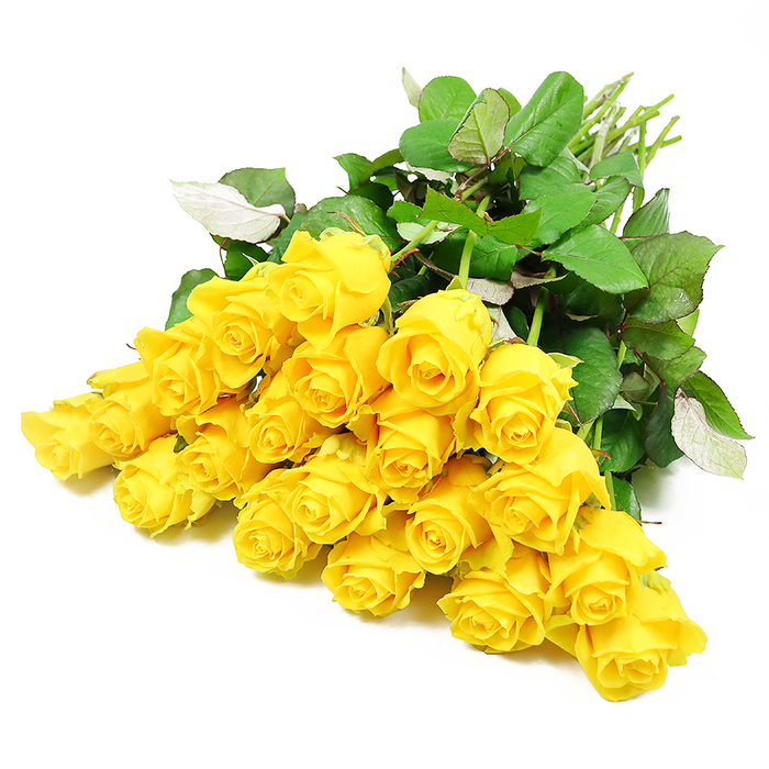 A softly radiant bouquet of yellow roses is presented against an immaculate white backdrop, the flowers arranged in a wide fan that fills the frame with colour and texture. There are around two dozen roses, each stem placed so that the blooms cluster together in a cushion of sunshine, while the natural green stems drift away in one direction like a gathered sheaf. The roses show a range of forms: some are tightly coiled buds with smooth, unblemished petals; others are partially open, revealing layered spirals in warm tones of golden yellow that fade to a lighter, creamy edge. Around and beneath the blooms, lush dark green foliage adds structure, with leaves that curve and overlap, their lighter undersides occasionally catching the light and adding subtle highlights. The lighting is bright yet gentle, reminiscent of a clear day over North Watford, so that each petal casts a delicate shadow that enhances its three-dimensional shape. The simplicity of the white background removes any distraction, allowing the viewer to focus entirely on the roses and the sense of tenderness they evoke. While the vibrant colour suggests joy and friendship, the poised, uncomplicated arrangement also feels appropriate for a sympathy tribute, offering light in the midst of sorrow. It is easy to imagine this bouquet being prepared with care in a local workshop near Cassiobury or the Watford Junction area, destined for a funeral service or condolence visit. The image conveys not just the beauty of the fresh-cut flowers, but also a quiet message of support, remembrance, and gentle resilience.