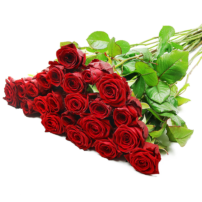 A large, luxurious bouquet of red roses dominates the frame, set against a pristine white background that emphasises every nuance of colour and texture. The roses are gathered densely at the left, their long stems angling neatly across to the upper right, creating a graceful diagonal that feels both intentional and effortless. There appear to be two to three dozen blooms, each one a perfect example of classic rose beauty: velvety petals form tight, spiralling hearts, with the outer layers gently unfolding into full, rounded blossoms. The rich crimson tone is deep and romantic, the kind of intense red that instantly suggests passion, devotion, and timeless love. Bright, even lighting washes over the bouquet, highlighting the delicate ridges of each petal and catching on the occasional dewdrop-like sheen, while soft shadows between the flowers lend dimension and depth. Along the stems, generous foliage in a vibrant, healthy green frames the heads, the leaves slightly glossy, their edges crisp and natural. Here and there, subtle thorns punctuate the length of the stems, a small reminder of the authenticity and freshness of the roses, as though they have just been prepared by an expert florist in North Watford. The composition is simple, uncluttered, and elegant, evoking the feeling of a grand romantic gesture someone might send across the WD24 and WD25 areas: an anniversary surprise waiting on a dining table, a Valentine's gift arriving at a flat near North Watford station, or a heartfelt apology delivered after a quiet walk along the High Street. As with many designs created for Flower Delivery North Watford, the bouquet in this image speaks a language of love, celebration, and sincere emotion without needing any words at all.