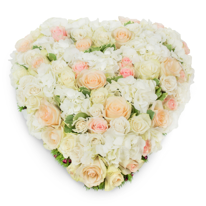 Set against a bright white background and photographed from a slightly elevated overhead perspective, this heart-shaped floral design presents a study in serene elegance. The central mass is densely arranged with pristine white and creamy roses, ranging from tightly closed buds to fully opened, velvety blooms; their layered petals form a tactile, rippling surface. Interwoven among them are generous clusters of white hydrangea whose delicate, multi-petalled florets add cloud-like volume and a soft, sculptural contrast to the smooth rose heads. Peach and blush-pink roses are sprinkled across the composition, their softer hues creating a gentle and deliberate colour progression that warms the predominantly ivory field without overpowering it. Small hints of deep green variegated foliage are visible at intervals, especially along the lower arc, offering a discreet, natural frame and enhancing the visual depth. A soft drop shadow beneath the heart underscores its three-dimensionality and the meticulous construction of the piece. The overall mood is composed and reverent: a floral expression that conveys sympathy, peaceful remembrance, and timeless love. In North Watford this would be a fitting tribute for services at local venues or a comforting gesture left by friends and family after a ceremony at nearby chapels or a gathering by Cassiobury Park; it reads as both an artful keepsake and a dignified symbol of lasting affection.