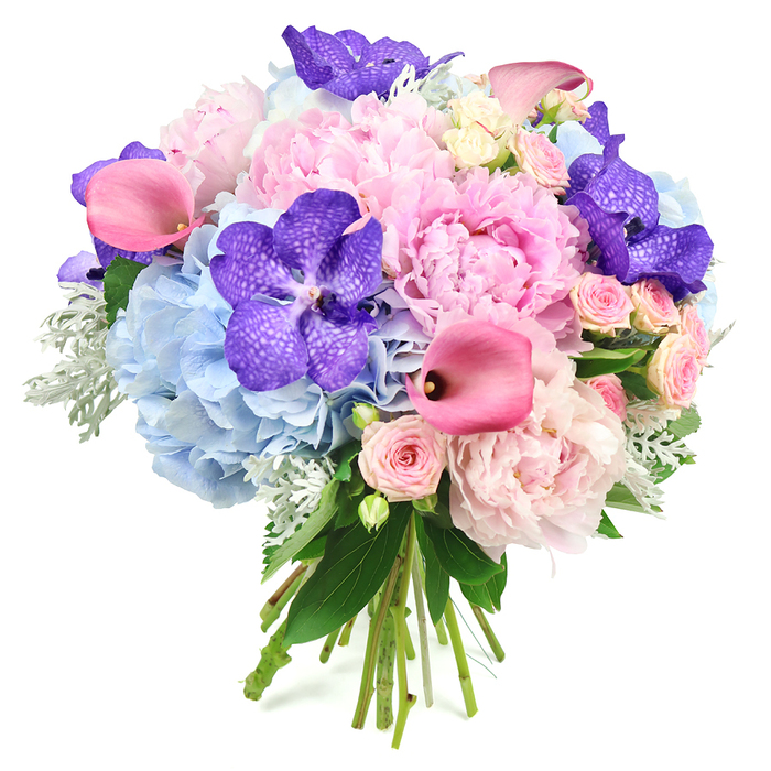 This image shows a lavish round bouquet, carefully arranged so that every flower has space to shine against a clean white background. Several full-headed light pink peonies dominate the composition, their petals unfolding in generous, ruffled layers that feel plush and romantic, almost like soft fabric draped in circular folds. Cradling these central blooms, clusters of powder blue hydrangeas create a misty, cloud-like bed of colour, each sphere made up of countless delicate petals that blend from pale blue to slightly cooler tones. Striking deep violet Vanda orchids punctuate the design, their broad petals patterned with intricate speckles and veining, adding an unmistakable sense of luxury and drama. Between these, smooth fuchsia pink calla lilies curve with sculptural elegance, their trumpet shapes and refined silhouettes bringing a modern edge and subtle movement to the bouquet. Nestled throughout are small blush pink spray roses, each cluster of tiny blossoms offering a classic, romantic touch and filling any gaps with softness rather than crowding the eye. The greenery has been chosen with equal care: dark, glossy leaves lend structure and contrast, while sprigs of silvery-green dusty miller introduce a fuzzy, almost velvety texture and a gentle, muted hue that calms the bright tones. At the base, the natural stems are gathered neatly, clearly hand-tied and left visible to emphasise the freshness of the flowers. The arrangement feels joyous yet refined, ideal for a wedding photoshoot in North Watford, a special dinner near Watford Junction, or an elegant gift delivered locally to celebrate milestones and heartfelt occasions.