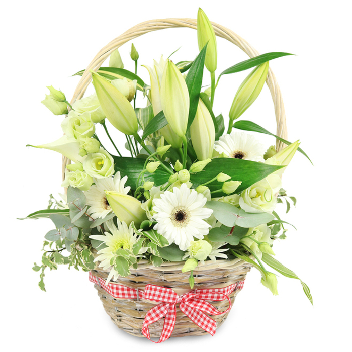 Against a clean white background, a carefully composed wicker basket brims with white and green flowers, the kind of elegant design you might have delivered to a home near Garston or the quieter residential roads of North Watford. The basket itself is light, natural wicker with a softly curved handle that frames the arrangement without overpowering it. At the base, a red and white checked gingham ribbon is tied in a tidy bow, its crisp pattern introducing a friendly, country-style accent that contrasts with the smooth petals above. Inside, numerous lily stems form the backbone of the design, their buds elongated and slightly tapered, showing hints of creamy white and pale yellow-green as they prepare to open. Around these, several white Gerbera daisies smile outward, their radial petals surrounding dark brown or almost black centres that lend depth and structure to the overall look. Threaded between the larger blooms are Lisianthus flowers in white and soft green, their petals gently curling and layering like miniature roses, adding delicacy and fullness. There are also touches of smaller white chrysanthemum-style florets and a suggestion of slender, calla lily-like blooms that stretch lightly above the main mass of flowers. Rich foliage encircles and supports everything: broad, deep green leaves at the base, silvery-blue eucalyptus with rounded leaves, and dashes of variegated greens that introduce subtle pattern and movement. The arrangement radiates a calm, refined beauty, perfectly suited to marking a special anniversary, saying thank you, or offering quiet comfort. It feels like a breath of fresh air brought indoors, as if a skilled local florist has captured the gentle, green character of North Watford and gathered it into a single, thoughtful gift.