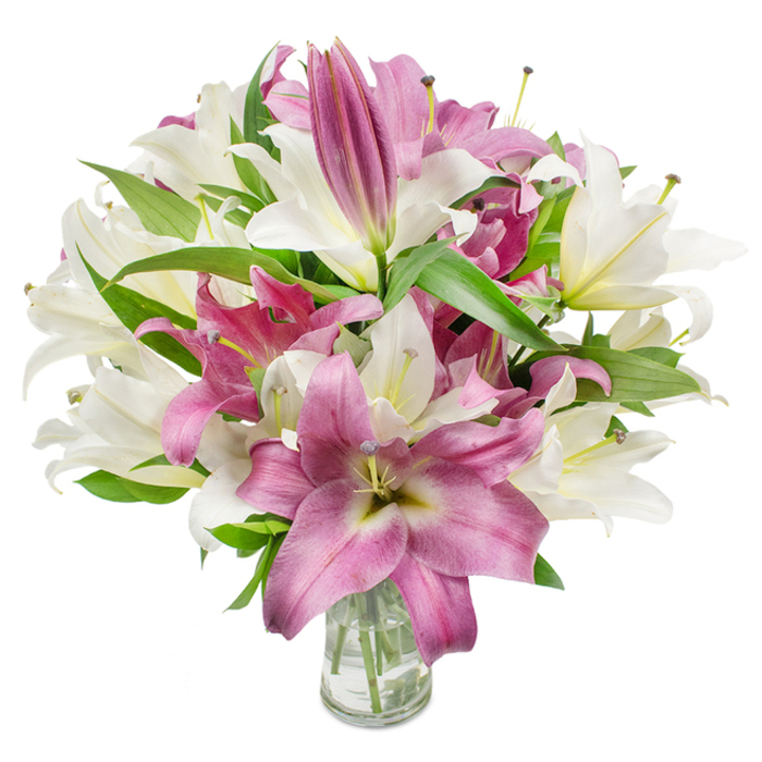 A richly textured bouquet of oriental lilies fills the photograph: creamy, slightly off-white lilies sit alongside deep magenta-to-fuchsia varieties, creating an arresting contrast framed by a pristine white background. The arrangement is abundant and layered - many blooms are open in full trumpet or star shapes, their broad, silky petals curving outward to expose delicate filaments and anthers, while younger buds rise above and around them, elongated and compact, promising additional flowers in the days ahead. Interspersed dark green, lanceolate leaves add strong lines and cool colour, cradling the blossoms and accentuating their form. A clear glass vase anchors the composition at the base, its transparency allowing a view of trimmed stems and clear water, a small but telling sign of florist care and freshness. The photographic light is steady and bright, revealing petal texture, soft veining on the magenta petals, and the faint yellow-green throats of some white lilies - subtle variations that lend naturalism and depth. The overall mood is elegant and celebratory, a bouquet that conveys respect and warmth whether placed on a dining table for an intimate anniversary dinner or sent as a bright, thoughtful gesture to a friend across from Vicarage Road. This image reads like an invitation to breathe in the lilies' sweet, fresh scent and enjoy both the immediate drama of colour and the slow unfolding of buds over several days in North Watford homes.