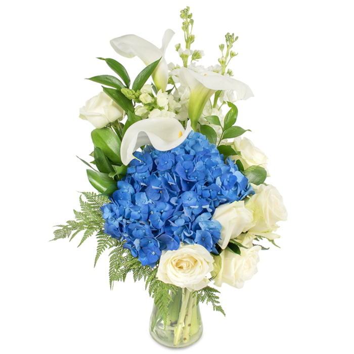A poised and sophisticated floral design sits in a transparent glass vase, photographed on a white backdrop that focuses attention on its composition and textures. At the center, a lush, rounded mass of deep blue hydrangeas creates an immediate focal point, the clustered florets feeling almost pillowy to the touch and casting subtle shadows that add depth. Nestled around and below these blue heads are creamy white roses, their velvety petals layered in tight spirals that catch the light and offer a soft, reassuring aroma. Above the main cluster, several white calla lilies ascend with a calm, architectural presence; their smooth, trumpet-shaped blooms have a porcelain quality, and a pale green at the throat gives a natural transition to the stems. Interwoven among these principal blooms are slender stalks of white snapdragons or stock, which contribute vertical texture and a delicate, airy rhythm. Throughout the arrangement, deep green glossy foliage-likely salal or lemon leaf-forms a rich backdrop while feathery fern fronds (perhaps leatherleaf) trail gently toward the vase lip, slightly diffusing the outline. The vase itself is a simple tapered glass that showcases the freshly cut stems and clean water within, an honest reveal of florist technique. This composition reads serene and refined, ideal as a dignified sympathy tribute, a tasteful anniversary bouquet, or a striking centerpiece. Having arranged similar designs for clients near Leavesden and the High Street, I find this blue-and-white palette consistently comforts and uplifts with restrained elegance.