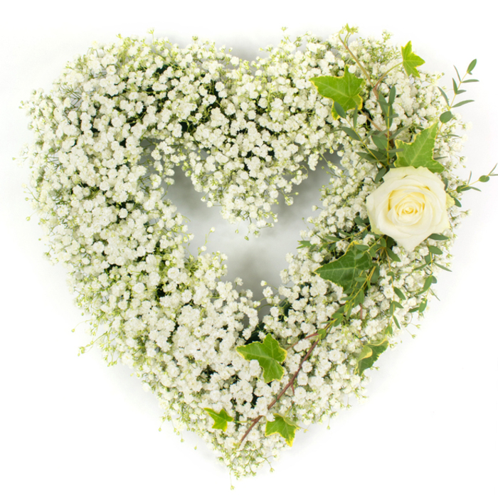Meticulously assembled on a pristine white field, this heart-shaped floral tribute is composed almost entirely of tiny white Baby's Breath (Gypsophila), their clustered heads forming a pillowy, cloud-like surface that defines the heart's rounded form. A single creamy-white rose nestles into the upper right curve, its petals unfurling with soft elegance and a faint, warm centre that creates a calm point of focus. Woven through and around the rose are glossy, lobed ivy leaves whose deep green introduces a formal, grounding line, while delicate pale-green sprigs - eucalyptus-like in appearance - sweep down the right side to add feathery texture and subtle contrast. The arrangement's restrained colour story - luminous whites and fresh greens with a touch of cream - is accentuated by bright, even lighting that reveals the fine detail of each bloom and leaf. The tactile interplay is apparent: the gypsophila's feather-light clusters set against the rose's velvet petals and the ivy's polished firmness. Intended as a sympathetic expression, the piece communicates purity, reverence, and quiet consolation, making it suitable for funerals, memorials, or times of private remembrance. As a North Watford florist, Flower Delivery North Watford might offer this design for delivery to local venues such as chapels near Cassiobury Park or family homes on the approaches to Watford Junction, where its simple dignity provides a heartfelt tribute and a gentle presence for those remembering a loved one.