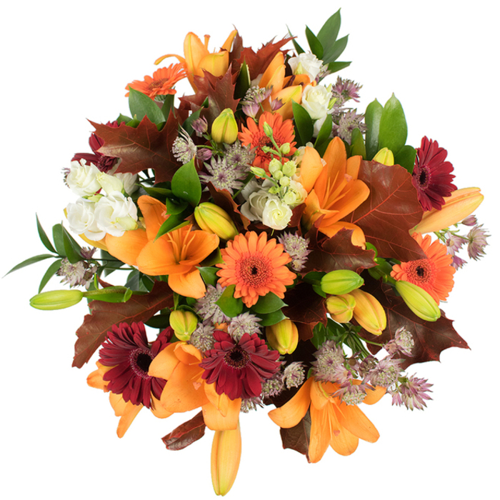 An elevated, tightly packed view of a seasonal bouquet presented on a stark white background, every botanical detail made clear by bright, even lighting. At the forefront are several large orange Asiatic lilies, their broad, trumpet-shaped petals unfurled with textured veins and a soft sheen; intermingled are numerous closed lily buds in pale orange and fresh lime-green, suggesting a second bloom to come. Cheerful orange Gerbera daisies and deep burgundy red Gerberas punctuate the arrangement with circular, sun-like faces, their layered ray petals adding a rustic, celebratory note. Pale, creamy Lisianthus blossoms-delicate and almost cloud-like-provide tender contrast and soften the composition, while clusters of purple-grey Astrantia lift the eye with airy, star-shaped florets that add a fine, lace-like texture. Generous, lobed leaves in warm reddish-brown and chestnut echo the shapes of fallen oak or maple foliage, reinforcing the autumnal theme and lending a seasonal silhouette; brighter green leaves and slender stems weave through the blooms, supplying freshness and structural depth. Viewed as a whole, the bouquet feels full, rounded, and intentional, the colours balanced to evoke harvest abundance and cosy gatherings. You can almost sense the mixed scents-the sweet lily perfume undercut by the earthy, woody notes of dried leaves-and imagine this arrangement brightening a dining table for Thanksgiving or standing on a side table in a North Watford flat near Vicarage Road. A florist's touch is visible in the careful placement of each element, creating a composition that reads as both festive and warmly familiar.