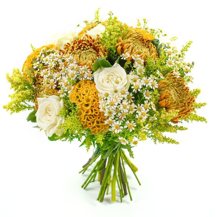 A luxurious, hand-tied floral bouquet is captured against a bright white backdrop, its rounded form glowing with the colours of early autumn in North Watford. At the heart of the design are several full-bodied chrysanthemums, their intricate, spiky petals layered in rich tones of golden yellow, burnt sienna, and deep amber, creating a sense of texture that seems almost touchable. Interlaced with these bold blooms are soft, creamy white roses, each one carefully placed so that their gently cupped petals and classic spiral centers provide a calm, elegant counterpoint to the more rugged chrysanthemums. Threading through the bouquet are sculptural yellow-orange celosia flowers, their velvety, coral-like frills catching the light in fascinating folds, adding a contemporary twist that a local florist might choose for a stylish home off St Albans Road or around North Watford's leafy streets. Small clusters of white, daisy-like flowers with golden yellow centers are sprinkled generously among the larger blossoms, giving the impression of chamomile or matricaria freshly gathered from a cottage-style garden. These petite blooms introduce a playful, almost meadow-like lightness. Surrounding and supporting everything is a generous mass of lime-green solidago and other lush foliage, the fine, feathery fronds and broader leaves extending just beyond the blooms to frame the bouquet and make its warm tones pop. The natural stems are visible at the base, neatly aligned and firmly bound together with green florist's tape, showing the piece is ready to slip into a vase or be presented as a hand-tied gift. Soft, even lighting reveals every texture and shade, from the velvety celosia to the glossy greenery, making this bouquet feel fresh, abundant, and perfect for autumn celebrations, thoughtful thank-you gifts, or bringing seasonal warmth into homes across North Watford.
