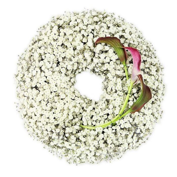 This photograph shows a meticulously crafted circular funeral wreath, viewed from above and set on a flawless white background that amplifies its soft, luminous character. The wreath is formed entirely from Baby's Breath, each diminutive white blossom tightly clustered to create a continuous halo of airy, cloud-like texture. The gypsophila is so densely packed that the ring appears almost cushioned, with no gaps or greenery interrupting the white, giving the impression of purity and stillness. The inner circle is left completely open, a smooth, empty space that naturally draws the eye inward and invites quiet reflection. On the right-hand curve, dipping gently towards the bottom, two sophisticated calla lilies introduce a deep, velvety contrast. Their trumpet-shaped flowers unfurl with a rich palette of burgundy and dark magenta, shading into subtle green at the base of the petals and along the backs. The stems are a fresh, vibrant green, slender and slightly arched, appearing to emerge organically from the mass of Baby's Breath. The interplay between the crisp white blossoms and the dark, saturated calla lilies creates a beautifully balanced composition-soft and ethereal on one side, bold and sculptural on the other. The bright, even lighting highlights the texture of every floret and the glossy sheen on the lily petals, emphasising the skilled arrangement often seen from local florists serving families across North Watford and nearby neighbourhoods. This design would feel at home at a chapel service or crematorium gathering, a gentle yet striking tribute expressing innocence, devotion, and enduring affection through its thoughtful use of colour and form.