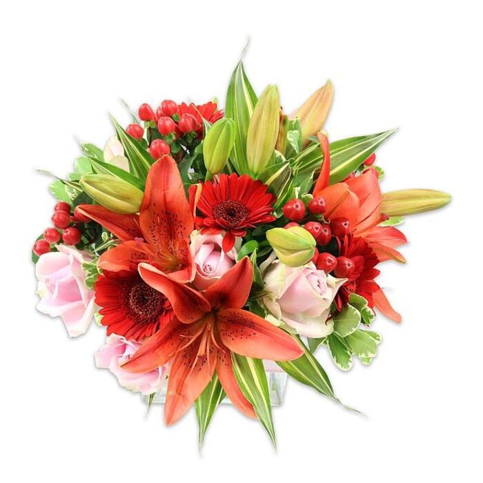 Framed against a bright white backdrop, this abundant floral arrangement presents a careful study of colour, form and texture, the kind of composition a dedicated florist creates for meaningful occasions. At the centre, several large Asiatic lilies declare themselves in a fiery orange-red, their recurved petals speckled with fine darker markings and accented by long stamens that add a tactile, almost architectural detail. Scattered among them are rich crimson Gerbera daisies, their many elongated petals radiating from dusky, almost black centers to give weight and contrast. Pale blush roses emerge between the bolder flowers, some almost button-tiny and others looser and open, their layered petals offering a soft, romantic counterbalance. Interspersed threadlike are clusters of glossy, cherry-red hypericum berries that gleam against the petals and introduce a festive textural note. The greenery is generous and varied - broad, smooth leaves give the bouquet a lush backdrop while slender pointed leaves and a few light-variegated sprigs add movement and brightness. A few lily buds remain closed, suggesting stages of bloom and longevity. The lighting is soft and even, accentuating petal translucence and the waxy shine of the berries without harsh shadows. One can imagine this bouquet placed on a windowsill near Cassiobury Avenue or handed over after a thoughtful meeting at a café off Clarendon Road: it conveys warmth, celebration, and careful craftsmanship, ideal for birthdays, anniversaries, or to lift a room with a fragrant, elegant presence.