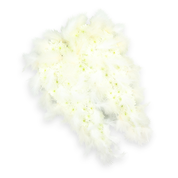 A beautifully detailed angel-wing floral tribute is shown against a spotless white background, capturing the kind of thoughtful funeral designs often chosen by families across North Watford. The wings are shaped with great precision, their curved forms mirroring each other like a pair of protective arms. The core of each wing is covered completely with countless small white blooms, probably spray chrysanthemums or miniature carnations, packed so closely that they create a soft, quilted effect. Each individual flower head offers its own subtle nuance: some are a clear snowy white, while others reveal a whisper of pale green or creamy yellow in the centre, adding gentle variation and making the surface feel alive and textured rather than flat. Along the outer edges and tips of the wings, generous bands of luxurious white feathers have been carefully attached, their strands soft and slightly tousled, reminiscent of down caught in a light breeze over North Watford's quiet residential streets. The feathers follow the natural curve of the wings, accentuating their elegant, sweeping silhouette and creating the illusion that they could lift at any moment. Soft, even lighting washes over the composition, enhancing the contrast between the smooth flower petals and the fluffy feather fronds, while a barely-there shadow underneath adds depth and a floating effect. This angel-wing arrangement speaks clearly of peace, purity, and spiritual protection, making it a meaningful choice for funerals, memorial services, and graveside tributes. It conveys a sense of gentle guardianship, as though the departed is being guided onward with tenderness and care, a visual expression of love and remembrance that feels rooted in the quiet, close-knit communities of North Watford.