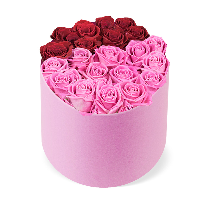 An opulent floral display commands attention in a soft pink velvet hatbox with a gentle D-shaped front and a plush, premium feel. The arrangement sits centered against a clean white background, its rounded silhouette presenting a modern twist on a classic rose gift. The box is meticulously packed with tightly arranged rose heads, filling the top opening to form a dense, color-drenched surface. The color story splits the bouquet into two vivid blocks: the upper third or back section holds about a dozen deep crimson roses, crimson and regal, signaling romance and passion; the larger front section is a sea of bright fuchsia-pink roses, a lively and cheerful counterpoint. Each bloom is fully open, petals curling softly inward, creating a plush texture that catches the light. The overall effect feels luxurious and refined, a centerpiece that would suit Valentine's celebrations, anniversaries, birthdays, or Mother's Day, whether gifted at home or in a stylish North Watford setting. The scent is light and fresh, the arrangement balanced so there is dramatic impact without crowding, a testament to careful craftsmanship. Photographed with a subtle elevated angle against a crisp white backdrop, the piece reads as an investment in taste and quality. This high-quality rose box is ideal for luxury gifting and dependable delivery to customers across North Watford, including nearby Cassiobury Park and The Parade, ready to grace an upscale interior or a celebratory moment.
