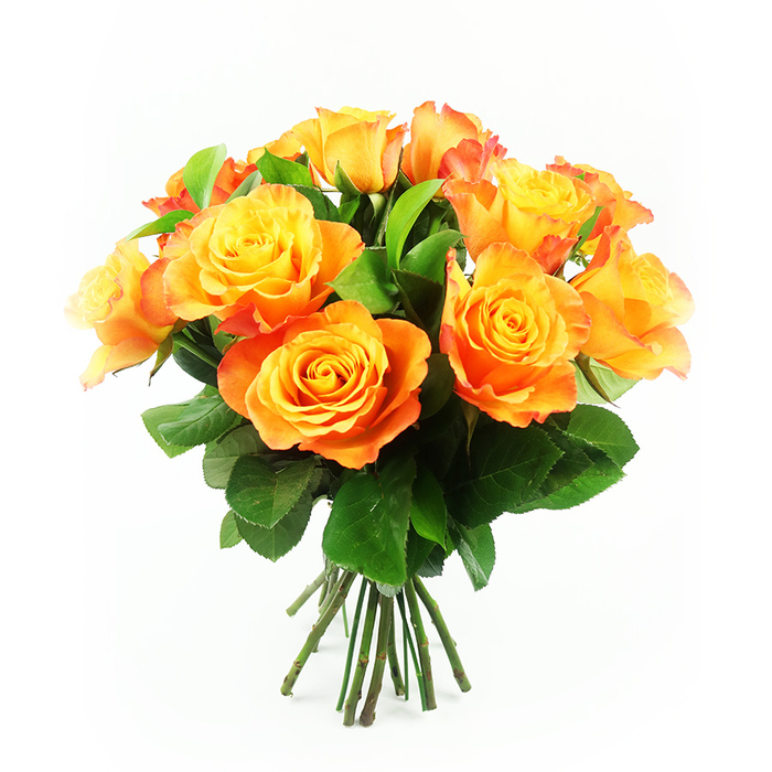 A vivid cluster of bi-colour roses fills the frame, the bouquet suspended against a pristine white background that amplifies every warm note of yellow and orange. Around a dozen blooms, each at peak openness, form a rounded, generous arrangement that looks as though it has just been lifted from a flower bucket in a North Watford shop and gathered into a hand-tied bunch. At the centre of each rose, petals glow with clear, bright yellow, gradually shifting towards deeper marmalade and burnt orange tones as they spiral outward, some petals edged with a faint red-orange flush that suggests a dancing flame. The petals are plentiful and gently curled, overlapping to create a soft, cushion-like texture, with subtle shadows falling in the folds. Intermixed among these radiant blossoms are rich green leaves, their surfaces slightly glossy and their shapes varied, from elongated spears to broader ovals, giving the bouquet a natural, garden-picked character. Below the colourful crown of flowers, straight dark green stems gather closely together in a neat bundle, trimmed to a uniform length and hinting at the bouquet's readiness to be slipped into a waiting vase in a home near Cassiobury Park or along St Albans Road. The lighting is even and clean, without dramatic contrast, which allows the gradient of colour in each petal to be clearly visible, from the soft inner glow to the deeper outer edges. The impression is one of cheerful warmth and heartfelt generosity, making this arrangement ideal for birthdays, anniversaries, housewarmings, or simple thinking of you moments shared around North Watford.