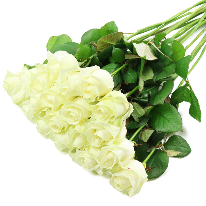 A carefully composed bouquet of white roses stretches diagonally across a brilliant white backdrop, the kind of refined presentation you might expect from a dedicated North Watford florist preparing an arrangement for a special delivery. The blooms, roughly two dozen in number, gather thickly at the lower-left of the frame, overlapping in a generous cluster that feels plush and abundant. Each rose is in perfect condition, with petals that shift from a soft, creamy white at the centre to crisp, silky edges, some tinged with the faintest trace of pale green or ivory. They are caught at that ideal stage between tight bud and fully opened flower, where the spiral form is still pronounced but the outer petals have relaxed, creating a sense of movement and life. From beneath this pillow of blossoms, long, resilient stems run upward and toward the right, parallel yet gently fanning out. The stems are clothed in deep green leaves with a healthy shine, some leaves curving slightly so that the lighter underside and subtle reddish tones along the veins are visible. There are a few discreet thorns, reminding you that these classic beauties are still very much living stems rather than artificial replicas. The high-key white background and bright, even lighting strip away any visual distractions, focusing attention on the interplay between the luminous flowers and the darker foliage. The image quietly suggests themes of purity, remembrance, and new chapters-a fitting visual for weddings, christenings, or memorial tributes in churches and venues around North Watford, from homes near Leavesden to services held along St Albans Road, where such roses bring both comfort and grace.
