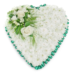 Serene heart-shaped funeral wreath crafted from a dense carpet of white chrysanthemums, designed in the tranquil style often requested by families in North Watford. The entire heart is filled edge to edge with small, tightly packed chrysanthemum heads, also known as spray mums, creating a gentle, cushioned surface that looks almost like freshly fallen snow. Each bloom is a soft, pure white, giving the arrangement a sense of calm, innocence, and spiritual peace, ideal for honouring a cherished life. Tracing the perimeter of the heart is a vivid emerald green satin ribbon, pleated into delicate ruffles that form a neat, scalloped border; its subtle sheen contrasts beautifully with the matte petals, highlighting the outline without overpowering the flowers. In the upper left quadrant rests a graceful accent spray: two open white roses take centre stage, their creamy petals unfurling in elegant spirals, surrounded by small white freesias or similar airy flowers that lend a whisper of perfume and extra texture. Deep green foliage, from broad, polished leaves to light, feathery fronds, cradles the roses and spills softly onto the chrysanthemum base, adding natural depth and movement. The arrangement is photographed against a clean white background, allowing the pristine whites and rich greens to stand out clearly, as if it were ready to be delivered to a chapel of rest near Garston or a quiet home gathering off St Albans Road. This floral heart is a tender symbol of love, remembrance, and support, suitable for funeral services, wakes, or graveside tributes.