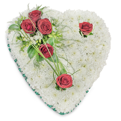 A carefully composed heart-shaped sympathy wreath made up entirely of small, immaculate white chrysanthemums, forming a dense, cushion-like foundation that reads as purity and quiet comfort. The chrysanthemums are arranged with meticulous attention to texture and form, their tiny petals creating a plush surface that seems to cradle memory. From the upper left, a concentrated spray of deep red roses - three clustered closely and a fourth nearby - unfolds with velvety petals and a rich, sorrowful hue, set among glossy green foliage, delicate ferny fronds and arching blades of bright bear grass that reach outward like gentle hands. Two lone red roses are placed with intent: one near the upper right curve and another toward the lower point, each surrounded by a few small leaves and subtle white filler blooms that lift the composition without distracting from the central heart. A slim emerald satin ribbon trims the edge, offering a restrained, dignified frame that highlights the heart shape and complements the greens within. The studio's soft top lighting enhances shadows and the layered depth of flowers, while the scent is a quiet blend of chrysanthemum freshness and the deeper, sweeter note of roses. As a local florist serving North Watford and nearby streets around Watford Junction and Vicarage Road, Flower Delivery North Watford crafts this traditional memorial piece to bring solace and respect at funerals, memorials, and graveside services, reflecting both floral skill and community care.