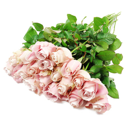 A lavish cluster of approximately two dozen long-stemmed blush pink roses rests on a crisp white background, creating a serene composition that feels perfectly suited to a tender sympathy gesture in North Watford. The bouquet is arranged so that the rose heads gather densely towards the lower left, forming a soft mound of pastel colour, while the stems extend to the upper right in a gentle diagonal sweep. Each bloom reveals delicate nuances of tone: pale, creamy pink along the outer petals, deepening to hints of dusty rose and the faintest lavender blush near the centres, where the petals are still tightly wrapped. Some roses remain in elegant bud form, their spiral cores tucked in with a sense of quiet anticipation, while others have started to open, showing the layered, rosette-like hearts that suggest grace and resilience. The bright, even lighting smooths across the velvety petals, highlighting their subtle texture and the fine, ruffled edges that make each flower unique. Surrounding the blossoms is a frame of rich green foliage, the leaves dense, glossy, and full of life, forming a reassuring contrast to the gentle pinks. The visible stems are long and sturdy, clearly indicating freshly cut roses, thoughtfully gathered by an experienced florist who might work just off St Albans Road or near North Watford's local homes and chapels. The pure white backdrop strips away any distractions, focusing attention entirely on the roses' calm beauty. This image carries a feeling of quiet comfort, like a soft-spoken message of condolence, making it an ideal visual representation for memorial tributes, funeral flowers, or a comforting bouquet sent in sympathy across North Watford and the surrounding area.