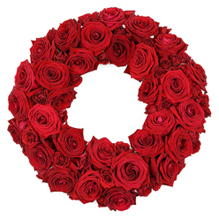 Imagine stepping into our North Watford workshop and being greeted by a wreath as lush as a velvet pendant of crimson. The circle is formed entirely from deep red roses, densely packed so no greenery peeks through, and the pure white backdrop isolates the colour as if the wreath is lit from within. The largest blooms are fully open, their velvety petals unfurling like soft carpets, while numerous smaller buds tuck themselves between the bigger heads, adding depth and texture. From a few steps back the ring glows with a steady ruby tone; up close you notice petals curling at the edges and tiny spirals in the centres. The scent of rose is faint but heady, weaving through the air as the bouquet sits in your imagination.

This piece embodies both love and solemnity, a timeless language that suits romantic occasions and memorial tributes alike. Handcrafted with care by a North Watford florist, it speaks of balance, precision, and quiet dignity. We offer delivery across North Watford, with same-day service available to the town centre, Cassiobury, and surrounding neighbourhoods, so this wreath can arrive in time for an intimate ceremony or a heartfelt remembrance. In every detail, the arrangement communicates a thoughtful ceremony and lasting memory.