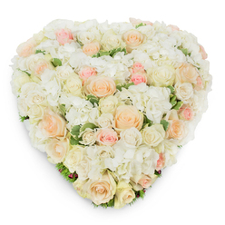 Aerially photographed on pure white, this lush heart-shaped arrangement reads like a soft poem of colour and craft from a local North Watford florist. The composition is built on a plush foundation of white hydrangea clusters whose ruffled petals create a pillowy texture, punctuated by dozens of roses in varying stages - tight ivory and white buds, mid-sized cream blooms, and blousy roses in pale peach and blush pink that add a warm, rosy gradient across the heart. The flowers' surfaces catch the light with a satiny sheen, and the faint, clean perfume of fresh roses blends with the cool vegetal note of the green variegated foliage tucked subtly around the perimeter. Every blossom is deliberately placed to maintain the heart's seamless silhouette; the overall effect is both luxurious and intimate, as if made by hand at a small bench under the soft morning light. Locally, this design suits moments from wedding remembrances to anniversary tributes or a dignified funeral service near Watford Junction or along the quieter lanes of Nascot Wood. Prepared with the care of a neighbourhood shop, this piece is the sort of premium, fresh-cut floral art you might order from Flower Delivery North Watford for delivery across town - an eloquent, tactile way to send comfort and love through thoughtful, expert floral craftsmanship.