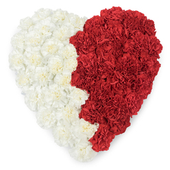 There is a quiet grace to this heart-shaped wreath, handcrafted entirely from tightly grouped carnations and shown against a stark white background that highlights every ruffle and fold. The left side unfurls in creamy, near-white carnations whose soft, layered petals create a velvety surface; the right side answers in deep, passionate red, the saturated blooms packed so closely that each individual carnation's crinkled texture is still distinct. The two halves meet along a gentle, slightly wavering zigzag down the centre - an organic seam that feels intentional, like two voices joined yet distinct. Soft studio light picks out the subtle sheen on petals and the faint, spicy sweetness in the air that fresh carnations give off. As florists serving North Watford, including deliveries from Flower Delivery North Watford across nearby streets such as Cassiobury Drive and the High Street, we often arrange pieces like this for memorial services, anniversaries, and civic events where the red-and-white palette carries deep emotional meaning. The craftsmanship is deliberate: blooms are set densely for a plush effect, edges smoothed to keep the heart silhouette crisp while preserving an inviting, tactile surface. Emotionally, the piece balances comfort and intensity - the calm of white set against the ardour of red - making it suitable both for private farewells and for public displays of solidarity. In this image the floral artistry becomes a language of affection, remembrance, and community identity, quietly resonant with the rhythms of life in our neighbourhood.