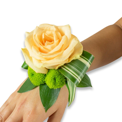 A refined wrist corsage is shown against a pristine white backdrop, resting on the left wrist of someone with light to medium skin. The focal point is a single, largel y opened rose in a soft apricot-peach tone, its petals layered with a satin softness that invites a gentle touch. Two vivid lime-green button chrysanthemums sit tucked beside the rose, their clustered florets providing a lively, spiky texture that brightens the overall palette. The flowers are supported by several broad, deep-green leaves - likely ruscus or salal - that cradle the blooms and provide a lush, structured base. A long variegated leaf, striped with pale cream and green, is elegantly curled to one side, creating a ribbon-like architectural accent that carries the eye along the wrist. The fastening is invisible in the photo, suggesting an elastic or ribbon neatly concealed beneath the foliage so the flowers themselves appear to float.

As a florist serving North Watford, including quick deliveries across the High Street and around North Watford station, I picture this piece on bridesmaids or prom attendees stepping out into soft morning light near Cassiobury Park. The scent is a whisper of rose softened by the bright green tang of freshly cut foliage. Meticulous wiring and careful leaf folding give the corsage a contemporary yet timeless feel, suitable for formal dances, intimate weddings, or celebratory family gatherings. Flower Delivery North Watford crafted this small wearable bouquet with balance and restraint so the wearer can move freely while carrying a moment of natural beauty.
