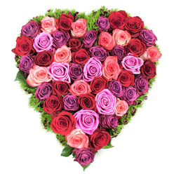 From an overhead vantage, a sumptuous heart-shaped composition of roses occupies the frame, a tactile map of colour and care that could have been arranged for a quiet corner of Cassiobury Park or a respectful service at a local North Watford chapel. The floral heart is composed of fully developed rose heads in a carefully chosen spectrum: intense crimson and burgundy anchor the design, interwoven with bright scarlet, coral and soft blush pinks, then lifted by vivid fuchsia and gentle lavender to add depth. Petal surfaces appear velvety and moist with freshness; centers are tightly furled in places, suggesting recent bloom and expert timing. The heart is edged with a narrow band of fine, deep-green foliage, almost like a cushion of moss or delicate maidenhair fern, which both defines the silhouette and allows the multi-tonal roses to read more vividly against the pristine white background. The flowers sit edge-to-edge with no visible gaps, creating a dense, textured surface that invites touch and breathes a subtle perfume of roses-comforting, nostalgic, and intimate. As a florist in North Watford I arrange hearts like this for anniversaries, Valentine's gestures, and dignified memorials; Flower Delivery North Watford sources roses to ensure colour harmony and freshness, and the composition's symmetry and lushness convey a message of abiding affection and solemn respect. Soft daylight highlights petal translucency and shadowed folds, enhancing the arrangement's three-dimensional fullness and emotional clarity.