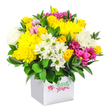 A joyful dome of fresh flowers bursts from a modern white square box, set against a pure white background to showcase every nuance of colour and texture. The composition feels full and generous, like a carefully crafted centrepiece you might find on a celebration table in a North Watford home near Garston, arranged by a florist who understands both style and sentiment. At the heart of the bouquet, golden-yellow chrysanthemums and clusters of small yellow spray roses create a warm, sunlit impression, their many petals layered and soft. Around them, white chrysanthemums appear in two forms: neat daisy-like blooms with green button centres and fluffier, cushion-like heads, together giving the arrangement a crisp, clean brightness. Threaded throughout are rich fuchsia and magenta chrysanthemums, some with softer pink tones toward their tips, adding a vibrant contrast that brings energy and a touch of playful elegance. Occasional rosebuds in soft pink and bright yellow peek through the larger flower heads, suggesting buds just about to open and contributing to the bouquet's sense of movement and life. Deep green, glossy foliage surrounds the base and slips between the flowers, framing the colours the way mature shrubs frame the front gardens of North Watford's quiet streets. The white cube container works as both vase and gift box, its minimalist style enhancing the chic, contemporary look of the design. The overall effect captured in the image is one of happiness and optimism, making this arrangement ideal for birthdays, new beginnings, or simply sending a burst of fresh colour to brighten someone's day with local flower delivery in and around North Watford.