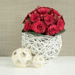 A compact, perfectly rounded bouquet of crimson red roses is the clear focal point of this tasteful floral scene, as if waiting on a dining table in a North Watford home overlooking the leafy streets near St Albans Road. The roses are lush and velvety, some just beginning to unfurl their petals while others are open enough to reveal spiralling hearts, each bloom holding a slightly different stage of life yet sharing the same deep, romantic shade. Nestled between them are small red hypericum berries, smooth and glossy, like tiny drops of polished garnet that bring a sense of movement and texture to the arrangement. A ring of tidy, dark green leaves frames the base, their rich colour grounding the design and giving the eye a calm place to rest beneath the vibrant blooms. The flowers rise from a distinctive white vase, created from dozens of slender, branch-like strands woven into a hollow lattice that feels airy and sculptural, reminiscent of contemporary decor often seen in weddings at local venues around North Watford. On the pristine white surface in the foreground rest two decorative wooden spheres in soft cream tones, one larger and one smaller, each made from flat strips wrapped into open, criss-crossing orbs that echo the woven style of the vase. The background is a gentle, warm beige with a subtle, linen-like texture, providing a neutral stage that allows the red roses to shine without distraction. Soft, even lighting caresses every curve of petal, leaf, and wicker, creating a calm yet celebratory atmosphere, ideal for capturing the feeling of modern romance and intimate wedding celebrations delivered locally.
