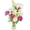 A tall, elegant bouquet sits in a clear, fluted glass vase on a pristine white studio surface, the composition balanced and gently upright like a quiet, celebratory toast. At the heart of the arrangement, several ivory-white calla lilies lift their smooth, trumpet-shaped spathes with a faint green wash near the stems, their waxy texture catching soft, diffused light and lending a sculptural grace. Deep magenta peonies form voluptuous counterpoints - two fully open ruffled blooms and a tighter bud - their layered petals offering a plush, tactile richness that seems to glow against the neutral background. Creamy, tightly furled white roses nestle low in the bouquet, providing classic formality and a soft, sweet contrast to the peonies' drama. Up through the centre, slender spikes of fragrant white stock (small clustered florets) stretch skyward, adding vertical rhythm and a light, old-fashioned scent. Sprays of tiny white baby's breath flutter between larger blooms like powdered starlight, while fern-like fronds and glossy green leaves give depth, cool tone, and a verdant structural base. The transparent vase reveals clean stems and clear water, a quiet promise of freshness and careful handling. Imagine this arrangement on a dining table after a walk through Cassiobury Park on a mellow morning: the scent of fresh-cut stems mingling with warm tea, the flowers radiating thoughtful restraint. A florist's touch is evident in the measured spacing and movement - neither too formal nor untamed - making it suitable for an intimate anniversary dinner, a thoughtful thank-you, or to lift a bedside with calm, refined beauty across North Watford.
