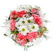 Seen from a direct overhead viewpoint on a clean white background, this hand-tied bouquet reads as a bright, circular study in coral-pink and pure white. At the visual center cheerful white daisies with lime-green centres open like little suns, their crisp petals creating zones of light that the eye returns to again and again. Surrounding them are generous clusters of coral-pink carnations, their densely ruffled petals forming velvety cushions that add warmth and sculptural depth to the composition. Clouds of tiny white baby's breath (Gypsophila) drift through the arrangement, softening edges and lending an airy, whimsical texture that makes the design feel as if it breathes. Narrow, silvery-green eucalyptus leaves tuck in between blooms, their matte, rounded shapes tempering the brighter tones and adding an understated herbal scent you can almost imagine. Slender, mauve-streaked alstroemeria buds peek shyly from the foliage, hinting at future blooms and adding a slender, elegant line to the otherwise rounded silhouette. Darker green sprigs frame the outer ring, providing structural contrast and anchoring the bouquet against the pristine backdrop. The lighting is even and soft, emphasizing the carnation ruffles and the crispness of the daisy petals without strong shadows, which makes this image ideal for e-commerce or editorial presentation. There is a palpable sense of gentle celebration in the arrangement - a fresh, optimistic bouquet that speaks to birthdays, thank-yous, or a simple act of kindness. Imagined on a bedside table or a small café table, it would read as both joyful and reassuring, a floral gesture of warmth and attention to craft.