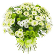 A lush, dome-shaped bouquet of chrysanthemums in white, cream, and vibrant lime green is shown against a plain white background, where every bloom appears freshly gathered and perfectly placed. The main flowers are full-headed white and creamy chrysanthemums, their many fine petals opening generously to create soft, rounded forms with understated pale green centres. Interlaced among these are delicate white spray chrysanthemums, whose smaller, daisy-like blossoms add lightness and texture, preventing the arrangement from feeling too solid and giving it a gentle, airy character. Bright lime-green pompon chrysanthemums pop up throughout the bouquet like playful notes, their tightly packed, spherical flower heads providing a striking contrast to the feathery petals around them. Deep green foliage can be glimpsed beneath and between the blooms, adding a natural framework that enhances the crisp white and fresh green tones. At the bottom, the stems are gathered in a hand-tied style and secured with a wide, satin-finish ribbon in a vivid lime green, tied into an elegant, layered bow that reflects the colour of the green pompons. The overall impression is one of serene freshness, as if this bouquet has just left a North Watford workshop ready for delivery along Garston or Leavesden Road. The arrangement feels suitable for many local moments: as a calm, respectful gesture for sympathy, a clean and modern centrepiece for a family gathering, or a hopeful, uplifting gift that brings a breath of springtime brightness into a home, even on a grey Hertfordshire afternoon.