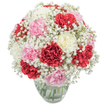 This floral arrangement is a gentle celebration drawn straight from the spirit of North Watford-where the elegance of classic carnations meets the dreamy, cloud-like softness of baby's breath. Every carnation, whether resplendent in vibrant red, graced in creamy white, or touched by the faintest pink, unfurls its signature ruffled petals, creating a plush texture that invites the hand as much as the eye. Interlaced throughout, tiny white gypsophila blooms gather in airy, delicate clusters, imparting a sense of floating calm that soothes the senses. The bouquet forms a perfect dome resting in a simple clear glass vase, where the green stems shine beneath cool, clear water-a testament to freshness sourced from the heart of North Watford's flourishing neighbourhoods near Vicarage Road. Bathed in natural daylight and set against a pure white backdrop, the composition is a play of colour and texture: robust carnations anchor the arrangement, while the baby's breath lends a breezy lightness reminiscent of morning mist above the River Colne. Each element is positioned with thoughtful care, reflecting the passion and tradition of local floristry, ready to serve as a luminous centrepiece for a family brunch or as a heartfelt surprise delivered nearby. The mood is one of hope and gentle joy, underscored by a subtle, spicy fragrance that whispers of new beginnings. Whether given in thanks, as a birthday greeting, or simply to brighten a friend's day, this bouquet, lovingly arranged in North Watford, radiates comfort and celebration.