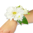 Soft morning light reveals a pristine white wrist corsage resting lightly on a fair forearm against a clean white backdrop; the composition reads like a quiet promise. At the heart of the design sits a large white Gerbera daisy, its satin-like petals arranged in a perfectly even ring around a bright yellow-lime centre that offers a subtle, textured contrast. Surrounding the Gerbera are clusters of tiny, cushiony white chrysanthemums and a few creamy lisianthus buds and partially opened blooms, their petals folding inward with the softness of silk. Deep green Ruscus leaves and a broader emerald foliage slip out behind the flowers, their glossy surfaces catching tiny highlights and grounding the white tones with natural depth. The blooms are fastened to the wrist with a delicate, multi-strand band of small luminous white pearls that encircle the skin like a vintage bracelet, the beads adding a whisper of refinement without overshadowing the flowers. There is an understated scent here - a fresh green note with a faint, cool sweetness - and the arrangement looks both formal and tender, suited to a bride, bridesmaid, or a young guest at prom. As a local florist I imagine offering this piece for a Cassiobury Park wedding or a sentimental moment before a ceremony at Watford High Street venues; it carries a feeling of purity, quiet celebration, and careful craftsmanship from stem to band. The image highlights the texture of each petal, the layered depth of the small blooms, and the way the pearls sit against the skin, making the corsage readable, wearable, and distinctly elegant.