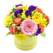 A lively mixed-flower hatbox arrangement is shown in close detail, every colour vivid against a clear white background. The flowers are arranged in a neat, rounded dome that fills and slightly spills over the rim of a round, light lime green hatbox. The box is decorated with subtle pastel blue and white polka dots, giving it a fun, gift-like character that feels perfect for celebrations in North Watford, from family gatherings near Callowland to small parties off St Albans Road. Dominating the front of the design is a striking pink gerbera daisy, its round, perfectly spaced petals forming a bright halo around a pale green centre. Encircling this focal bloom, groups of sunny yellow daisies or chrysanthemums bring a cheerful, uplifting glow, like scattered shafts of morning light. Coral and orange carnations thread between them, their softly ruffled, layered petals adding both volume and a warm, cosy feeling to the composition. Nestled deeper in the arrangement, velvety purple and indigo lisianthus blossoms introduce depth and contrast, their rich tones grounding the lighter colours and lending a touch of elegance. Fresh greenery, including a few leaves lined with paler edges, peeks out among the flowers, adding movement and a sense of natural freshness. The overall mood of the piece is upbeat and affectionate, the kind of bouquet you might send for a birthday, to say congratulations, or to lift someone's spirits at home or in an office. Crafted with a careful eye for balance and colour harmony, it looks like a thoughtfully prepared gift from a trusted North Watford florist, ready to brighten any corner it's placed in.
