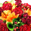Captured close-up, this lavish bouquet of red roses and orange lilies feels like a warm embrace in floral form, the kind of arrangement you might send to brighten a home in North Watford after good news. Large, velvety red roses form the core of the design, their tightly spiralled petals opening outward in graceful layers that speak of deep affection and timeless romance. Around them, open orange lilies stretch their wide, star-like petals, each bloom glowing in fiery shades reminiscent of late-afternoon light over nearby parks and tree-lined streets. Interwoven with these main flowers are clusters of smaller roses and buds in intense burgundy tones, bringing a sense of richness and depth, as if they were the low, resonant notes in a piece of music. The bouquet is enveloped in lush greenery: broad, glossy leaves cup the blossoms, while finer, more delicate foliage adds airiness and subtle movement. A single curled leaf arcs toward the front, catching the eye and guiding it gently into the heart of the arrangement. Dotted throughout are small clusters of ruby-red hypericum berries, round and polished, adding playful texture and a touch of woodland charm. Soft, bright lighting highlights the fresh, dewy surfaces of petals and berries, making every colour seem more vivid and alive. The design feels both luxurious and approachable, ideal for celebrating an anniversary, offering congratulations, or simply sending a vivid burst of joy with same-day flower delivery to friends and family across North Watford.