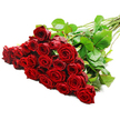 A sweeping arrangement of long-stemmed red roses stretches diagonally across a clean white background, the abundance of blooms making the left side of the image glow with rich, romantic colour. Around two to three dozen roses are gathered closely together, their heads forming a dense, textured cluster that feels both generous and refined. Each individual flower displays velvety petals layered in tight, elegant spirals, the deep crimson hue appearing almost satin-like under the bright, even studio lighting. Highlights gently trace the curves of the petals, while shadows between the blooms add depth, suggesting the cool, soft feel you would sense if you brushed your fingers lightly across the cluster. Surrounding the roses, glossy green leaves emerge in natural, irregular shapes, giving a fresh garden feel and balancing the intense red. The stems extend towards the upper right, straight and sturdy, dotted with a few discreet thorns that hint at their natural origin and recent cutting. The minimalist background keeps all attention on the flowers themselves, making the bouquet appear like a single, powerful expression of love and admiration. You can easily imagine this arrangement being delivered to a home near Cassiobury Park, to a cosy café on St Albans Road, or to an office close to North Watford station, bringing with it the unmistakable, classic scent of red roses. Crafted in the spirit of a local North Watford florist who understands how people here mark anniversaries, proposals, and Valentine's Day, this image captures the essence of a timeless romantic gift: elegant, heartfelt, and full of emotion.