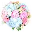 Captured against a clean white background, this bouquet radiates gentle romance, its colours and textures carefully layered like a soft conversation of petals. At the centre, generous blush pink peonies are in full bloom, their many ruffled petals opening wide to form plush, rounded cups that feel both luxurious and comforting. Encircling them, sky blue hydrangeas appear in full, rounded clusters, each small petal overlapping its neighbour to create a pillowy, cloud-like effect, lending a soothing calm to the arrangement. Threaded throughout are delicate spray roses in blush pink and pale creamy yellow, some still in tight, hopeful buds, others half-open, showing off their spiralling forms and adding a sense of graceful movement. A few hot pink calla lilies rise slightly above the other flowers, their sleek, trumpet shapes and saturated colour introducing a contemporary twist that contrasts with the softer, frillier peonies. Around the blooms, silvery Dusty Miller foliage with its velvety, lobed leaves mingles with deeper green accents, providing cool texture and framing the pastel tones with elegant restraint. The bouquet is shaped into a rounded, carefully balanced design, hinting at the practiced hands of a local North Watford florist used to preparing flowers for intimate weddings, anniversaries, and thoughtful birthday surprises. The overall palette of soft pinks, blues, and hints of yellow feels like a quiet celebration of spring, perfect for sending gentle affection or congratulations with fresh flower delivery to homes and venues throughout North Watford and the neighbouring streets off St Albans Road.