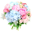 Against a stark white backdrop, this hand-tied bouquet stands out like a soft pastel painting come to life, its colours and textures carefully composed to create a feeling of gentle celebration. At its core, plush blue hydrangeas gather in rounded, cloud-like clusters, their powdery tones reminiscent of calm skies above North Watford on a bright spring morning. Nestled among these cool blue mounds are romantic pink peonies at varying stages of bloom, some tightly cupped in pale blush, others fully open with layers of ruffled petals that spill out in deeper rose and candy-pink shades, giving the design a sumptuous, almost tactile richness. Threaded through the peonies and hydrangeas, dainty roses in soft blush and buttery cream-yellow add small, precise spirals of petals, introducing a hint of traditional garden charm you might find in a well-loved North Watford allotment. Rising with poised elegance, coral-pink and fuchsia calla lilies arc above the softer blooms, their smooth, trumpet-shaped flowers providing a striking, modern counterpoint to the surrounding frills. Around the edges and in gentle pockets throughout, velvety dusty miller foliage appears in muted silvery-green, mingling with deeper green leaves to give the bouquet depth, coolness, and a subtle, textured frame. The stems are neatly gathered at the base, confirming it as a professional hand-tied arrangement crafted by an experienced local florist. Overall, the bouquet radiates warmth, tenderness, and a quiet kind of luxury, perfect for sending love, congratulations, or comforting wishes with same-day flower delivery to homes and offices across North Watford.