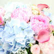 In this intimate floral close-up, a lavish bouquet fills the entire view, echoing the soft, romantic mood of a spring celebration in North Watford. The eye is immediately drawn to several large pink peonies placed at the centre and upper right, their many ruffled petals layered so thickly that they create a plush, almost cloud-like texture. The colour gently shifts from pale blush along the edges to a deeper rose-pink at the core, giving each bloom a sense of depth and quiet drama. Around them, sky-blue hydrangeas form rounded clusters along the left side and lower centre, their multitude of tiny florets merging into a soft, hazy blue mass that cools the composition and suggests calm, like the peaceful blue-grey skies over North Watford after a light rain. Slender, trumpet-shaped calla lilies in a richer rose-pink, close to fuchsia, are tucked artfully among the larger blossoms, one clearly visible on the upper right and another peeking discreetly from the far left, their sleek curves introducing a touch of sculptural elegance. Smaller blush garden roses punctuate the bouquet, some tightly closed, others just beginning to open, adding layers of gentle romance and a hint of traditional charm. Threads of silvery-green foliage, likely eucalyptus or dusty miller, weave subtly through the arrangement, offering cool texture and a suggestion of soft, herbal scent. Bathed in diffused, natural light, the entire bouquet appears fresh, dewy, and carefully composed, making it ideal for sending heartfelt congratulations, celebrating an anniversary, or bringing a sense of refined joy into a home near Garston or along the quiet residential streets of North Watford.