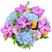 Set against a flawless white background, this bouquet appears both modern and romantic, its colours arranged in a careful balance of cool and warm tones. The most striking first impression comes from the sky-blue hydrangeas that dominate the base, their rounded clusters made of countless soft petals that together create a plush, cloud-like effect. Nestled amid these are striking Vanda orchids, their open, magenta-purple blooms speckled with darker markings, each one wide and velvety, immediately commanding attention like a jewel on a clean table in a North Watford townhouse. Interwoven through the design are classic roses in a muted lavender-grey or dusty mauve hue, their gently unfolding spirals lending a sense of calm sophistication and romantic nostalgia. Brightening the cooler palette, smaller roses and blossoms in peach and light orange introduce a warm glow, reminiscent of evening light falling over the parks and terraces around North Watford. From the top and sides, elegant spires of deep indigo-blue delphiniums rise gracefully above the rounder forms, creating height and drawing the eye upward. Discreet greenery is tucked between the blooms, providing structure and a fresh contrast without distracting from the main colours. The bouquet is densely packed and expertly shaped, giving it an opulent, almost sculpted feel, as though every stem has been judged and placed with care. It looks like a luxurious gift ready for same-day delivery across North Watford, perfect for celebrating anniversaries, big achievements, or simply bringing a sense of refined joy into someone's living room.