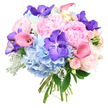 Against a bright white background, a lavish round bouquet glows with soft pastel colour and well-balanced form, as if freshly finished in a North Watford flower studio ready to be carried out into the sunshine. At the centre, generous light pink peonies open in layered, ruffled profusion, their many petals forming plush, romantic domes that suggest both elegance and comfort. Encircling them, sky-blue hydrangeas create a lush, rounded base, their compact, cloud-like clusters evoking calm and coolness, much like the peaceful corners of nearby parks on a spring morning. Scattered throughout are dramatic deep violet Vanda orchids whose wide, open faces and intricate speckled patterns inject a note of exotic glamour, providing striking contrast against the gentle pastels. Rosy pink and peach-toned calla lilies thread gracefully through the bouquet, their curved, trumpet-shaped blooms giving the arrangement a contemporary, sculptural element. Nestled among these headline flowers are small pale pink spray roses, each bud tightly furled, offering delicate detail and a timeless romantic feel. Fresh dark green foliage adds depth and frames the blooms, while distinctive silvery-grey Dusty Miller leaves weave in and out, lending a soft, velvety texture and a cool, misty hue. The stems are gathered cleanly and tied at the bottom, showing off the hand-tied craftsmanship and natural freshness. This bouquet exudes joy, tenderness, and sophistication, making it a beautiful choice for anniversaries, engagements, or heartfelt congratulations delivered to loved ones across North Watford and the nearby neighbourhoods.