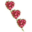 Three cascading hearts made entirely of roses and ivy create a striking, emotional tribute set against a bright, uncluttered white background. The hearts step down diagonally from the top left to the bottom right, as if gently falling into place, each one completely filled with tightly clustered roses in deep reds and glowing pinks. Crimson and scarlet blooms mingle with fuchsia, coral, and soft blush roses, their petals layered in plush spirals that catch the light and add depth to the arrangement. Some blossoms are still in bud, offering a sense of quiet potential, while others are generously open, revealing their full, velvety centres. Around the outer edges of the hearts, vivid green ivy winds in a loose, natural frame, its leaves glossy and heart-shaped themselves. Slender strands of ivy trail between the hearts, subtly linking them and creating a feeling of continuity and shared remembrance. The entire composition has a calm, reverent air that would suit a funeral or celebration of life service anywhere in North Watford, from local churches to ceremonies held near the peaceful green spaces around the area. The clean white background allows the rich floral colours to stand out as the true focus, reflecting both passion and tenderness. Crafted with the attentive eye of a local florist who understands the importance of sympathy flowers, this triple-heart piece symbolises love that endures beyond loss-a visual message of devotion, unity, and heartfelt farewell from those who remain.