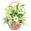 A softly lit photograph shows a rustic wicker basket overflowing with white and green flowers, placed against a plain white background so that every petal and leaf stands out clearly. The basket is a warm, honey-toned wicker, its curved handle arching neatly overhead, and at the front a red and white polka-style ribbon is tied into a precise, cheerful bow that introduces a playful burst of colour. Within the basket, pristine white Oriental lilies are the stars, some fully open with wide, velvety petals and visible stamens, others still in elongated bud form, hinting at blossoms yet to come. Around them, white Gerbera daisies are arranged with care, each with a soft yellow-green or pale centre that adds a subtle glow. Pale green and creamy Lisianthus or eustoma blooms, gently frilled and layered, weave through the design, giving it a romantic, textured feel. Tiny clusters of white or very light green filler flowers, possibly small chrysanthemums or similar varieties, dot the gaps, ensuring no space feels empty. A rich mass of dark and mid-green foliage frames the flowers: some leaves are smooth and broad, others rounded and silvery like eucalyptus, creating contrast and depth. The overall effect is fresh, serene, and quietly joyful, much like an early morning in North Watford when the streets are calm and gardens are just waking. This basket would make a refined anniversary gift, a get-well wish, or a centrepiece for a family gathering, offering a gentle fragrance and an air of natural elegance that feels both comforting and uplifting.