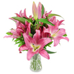 A generous, studio-styled bouquet of deep pink oriental lilies rises from a simple clear glass vase, set against a pristine white backdrop that lets every petal and stem read clearly. Dozens of large, star-shaped blossoms unfurl in tones from rosy fuchsia to magenta, each petal gently curving back to reveal a paler, almost creamy centre and a chartreuse-yellow throat that softly fades into ivory. Prominent dark burgundy stamens stud the centres, dusted with golden pollen, lending a tactile, almost sculptural focal point amid the blooms. Interspersed among the open flowers are numerous elongated buds - from tightly closed pale pink sheaths to swollen, darker fuchsia tips with tiny hints of green - promising days of unfolding colour and longevity. Lush, lance-shaped green leaves and sturdy upright stems provide a deep verdant backdrop and textural contrast, their glossy surfaces reflecting the cool studio light. The clear vase is filled with water, the neatly trimmed stems visible through the glass, a reassuring sign of freshness and careful handling. The overall effect is elegant yet exuberant, the lilies' waxy petals seeming to hold a faint, sweet perfume that invites close attention. As a local florist arranging for homes in North Watford near Cassiobury Park and Watford High Street, I picture this bouquet bringing quiet celebration to a mantelpiece, a bedside table, or a reception desk-equally suitable as a birthday gift, a congratulatory bouquet, or a thoughtful way to brighten a small living space. The photograph's clean composition and bright lighting are crafted to celebrate the lilies' structural grace and immediate visual warmth.