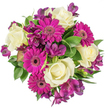 Seen from a direct overhead viewpoint, this densely packed, circular bouquet presents a lively conversation of texture and colour: creamy ivory roses cluster at the heart with their tight, velvety spirals, while bright fuchsia gerbera faces fan outward in bold, flat discs with finely layered petals that catch the light. Deep plum-purple alstroemeria weave between them, trumpet-shaped and delicately freckled, adding a whisper of exotic complexity and slender form. A generous mix of glossy greens - broad leaves, slender blades and a few variegated tendrils - frames each bloom and gives the composition its breathing space, their waxy sheen reflecting soft studio light against the stark white background so the tones read with exceptional clarity. The overall effect is joyful and refined at once: the roses bring quiet sophistication, the gerberas offer exuberant cheer, and the alstroemeria supplies sculptural detail. Close enough you might imagine a faint, tea-like scent from the roses with a green, spring aroma from the foliage. From a florist's perspective this is a hand-tied study in balance, rhythm and proportion, designed to sit centre-stage at a spring gathering or to be gifted for a birthday, anniversary or simply to brighten someone's day. It reads as an artisanal piece that travels well across North Watford - a bouquet that feels equally at home on a kitchen table near Station Road or as a thoughtful delivery for neighbours headed to Cassiobury Park for an afternoon stroll. The clean background and overhead composition make every petal and vein legible, an image that speaks both to practical freshness and to a warm, celebratory sentiment.
